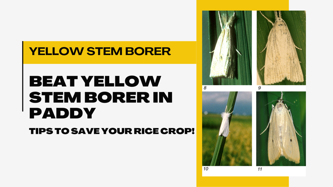 How to Understand and Get Rid of the Yellow Stem Borer in Paddy Fields