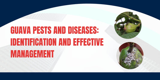 Guava Pests and Diseases: Identification and Effective Management
