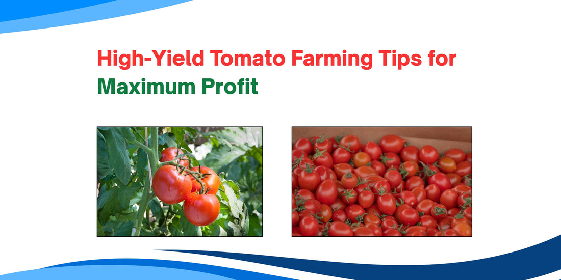 High-Yield Tomato Farming Tips for Maximum Profit