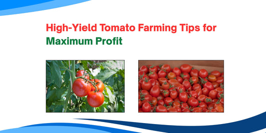 High-Yield Tomato Farming Tips for Maximum Profit