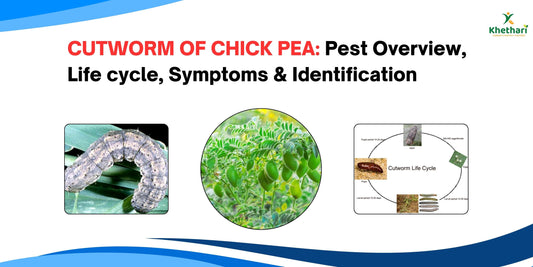 CUTWORM OF CHICK PEA: Pest Overview, Life cycle, Symptoms & Identification