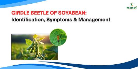 GIRDLE BEETLE OF SOYABEAN: Identification, Symptoms & Management