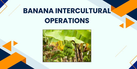 Banana Intercultural Operations: A Guide for Better Growth and Yield