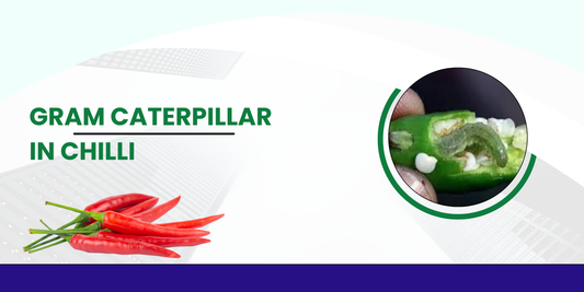 GRAM CATERPILLAR IN CHIILI