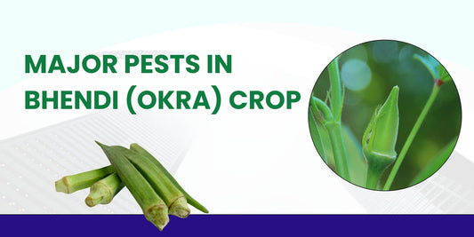 MAJOR PESTS OF BHENDI (OKRA) CROP