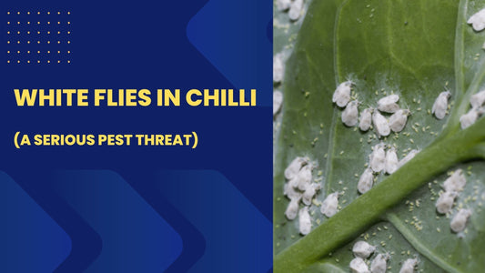 Whiteflies in Chilli (Thella Doma) – A Serious Pest Threat
