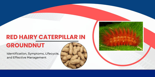 RED HAIRY CATERPILLAR IN GROUNDNUT