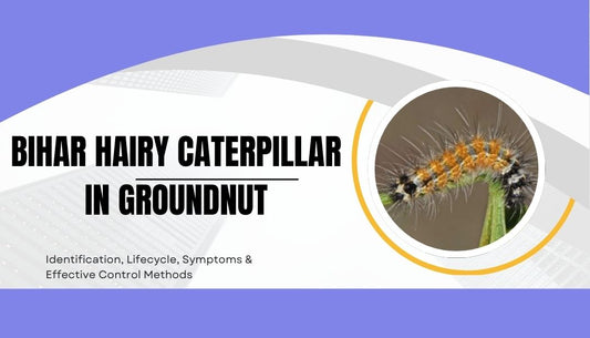Bihar Hairy Caterpillar in Groundnut: Identification, Lifecycle, Symptoms & Effective Control Methods