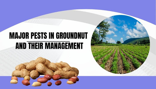 MAJOR PESTS IN GROUNDNUT AND THEIR MANAGEMENT