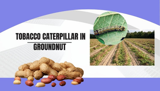TOBACCO CATERPILLAR IN GROUNDNUT