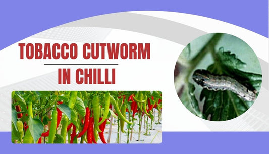 TOBACCO CUTWORM IN CHILLI
