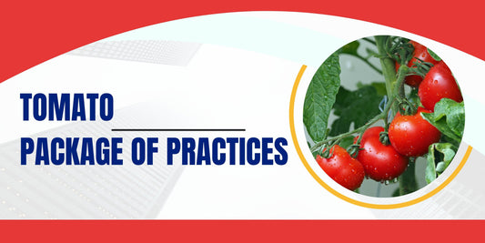 TOMATO PACKAGE OF PRACTICES