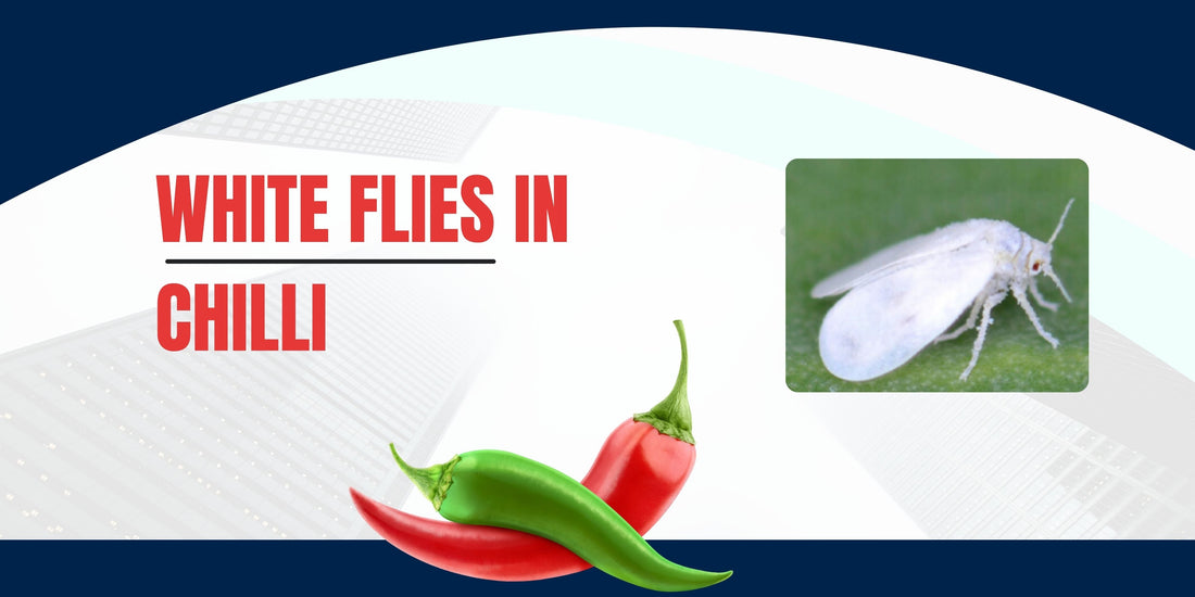 WHITE FLIES IN CHILLI