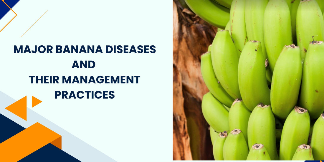 Major Banana Diseases and Their Management Practices