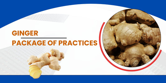 GINGER PACKAGE OF PRACTICES