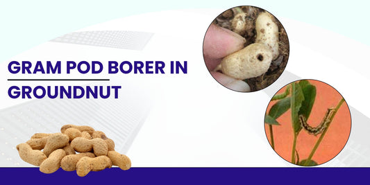 GRAM POD BORER IN GROUNDNUT