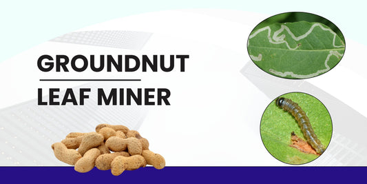 GROUNDNUT LEAF MINER( GLM )