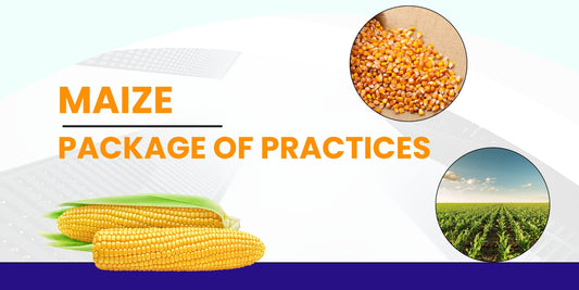 MAIZE PACKAGE OF PRACTICES