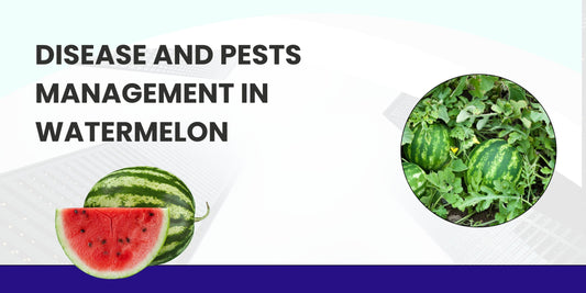 DISEASE AND PESTS MANAGEMENT IN WATERMELON