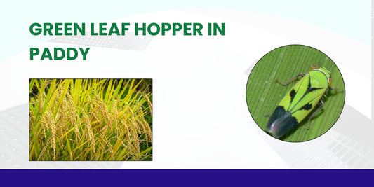 GREEN LEAF HOPPER IN PADDY