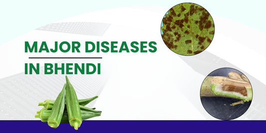 MAJOR DISEASES IN BHENDI