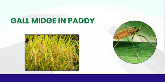 GALL MIDGE IN PADDY