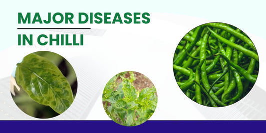 MAJOR DISEASES IN CHILLI CROPS