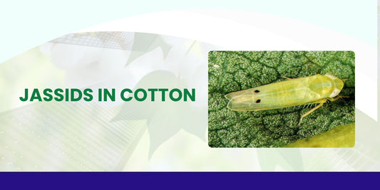 JASSIDS IN COTTON