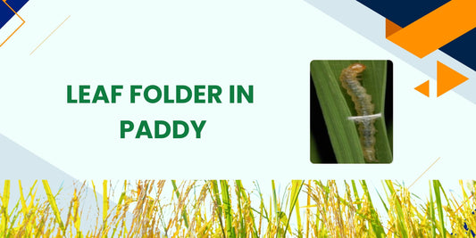 LEAF FOLDER IN PADDY
