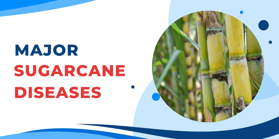 MAJOR DISEASES IN SUGARCANE (Saccharum officinarum)