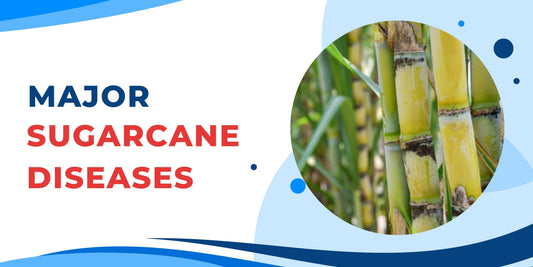 MAJOR DISEASES IN SUGARCANE (Saccharum officinarum)