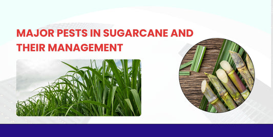MAJOR PESTS IN SUGARCANE AND THEIR MANAGEMENT