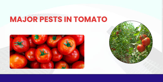 Major Pests in Tomato Crop
