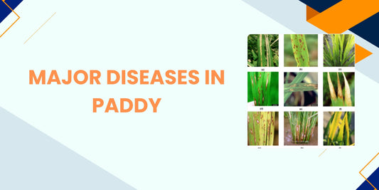 MAJOR DISEASES IN PADDY