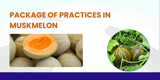 PACKAGE OF PRACTICES OF MUSKMELON