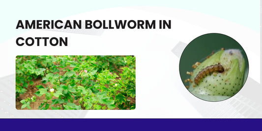 AMERICAN BOLLWORM IN COTTON