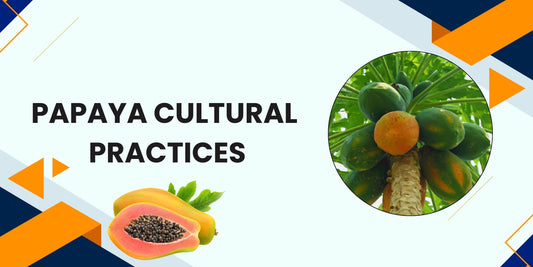 PAPAYA CULTURAL PRACTICES