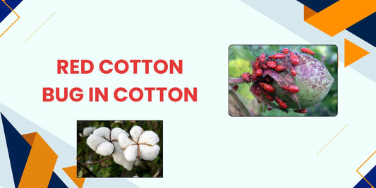 RED COTTON BUG IN COTTON