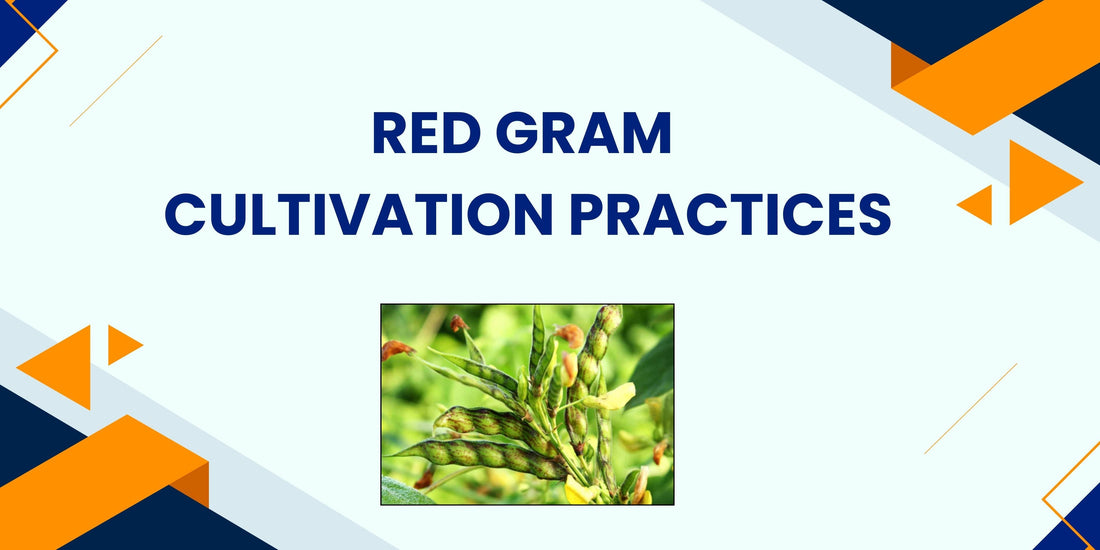 REDGRAM CULTIVATION PRACTICES