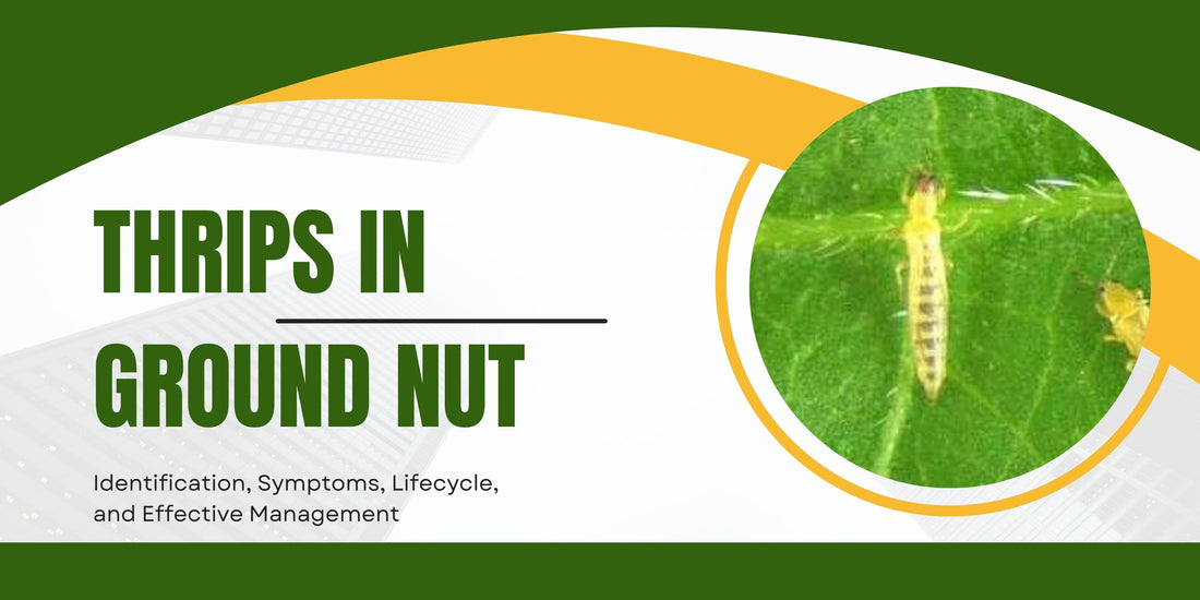 Thrips in Groundnut: Identification, Symptoms, Lifecycle, and Effective Management (Telugu: Thamara Purugulu)
