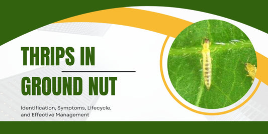 Thrips in Groundnut: Identification, Symptoms, Lifecycle, and Effective Management (Telugu: Thamara Purugulu)