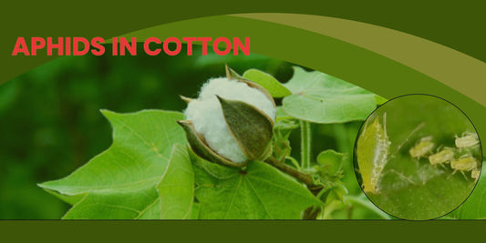 APHIDS IN COTTON
