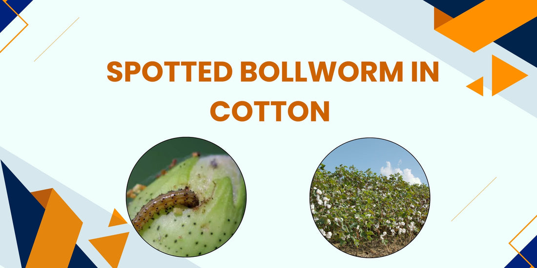 SPOTTED BOLLWORM IN COTTON