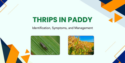 THRIPS IN PADDY