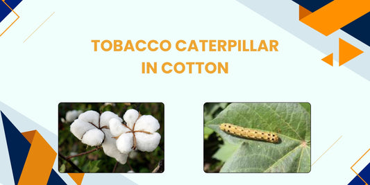 TOBACCO CATERPILLAR IN COTTON