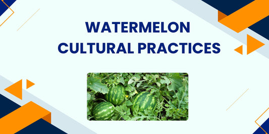 WATERMELON CULTURAL PRACTICES