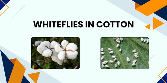 WHITEFLIES IN COTTON