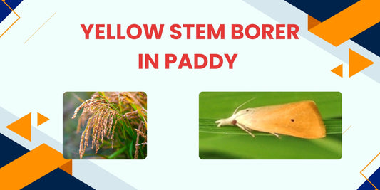 YELLOW STEM BORER IN PADDY