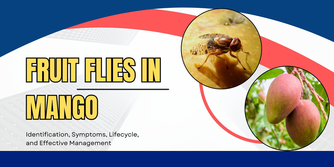 Mango Fruit Flies: Identification, Life Cycle, and Management