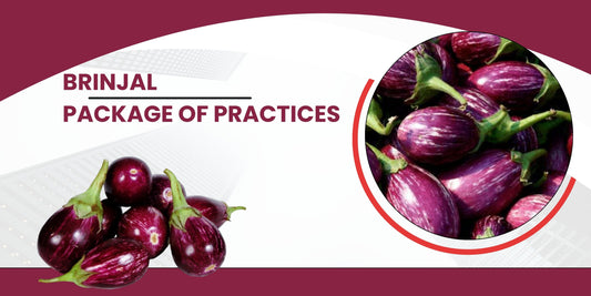 BRINJAL PACKAGE OF PRACTICES